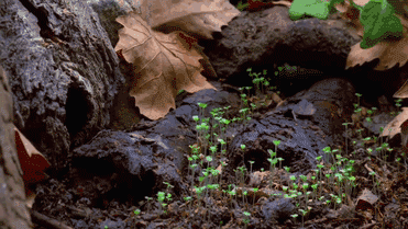 growing-mushrooms-timelapse-8-1.gif
