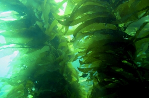 Bull Kelp