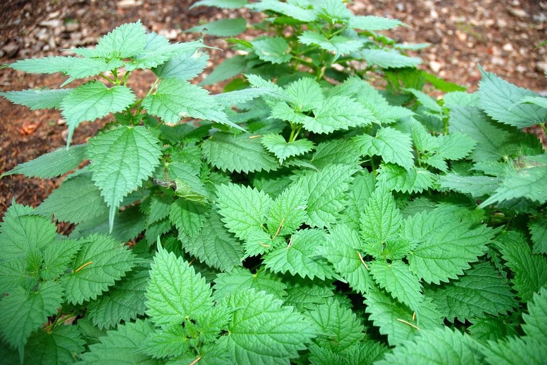 nettles_preview.jpeg