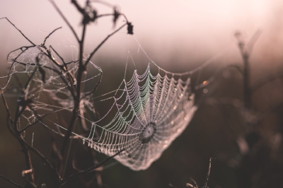 cobweb-1853051_1920.jpg