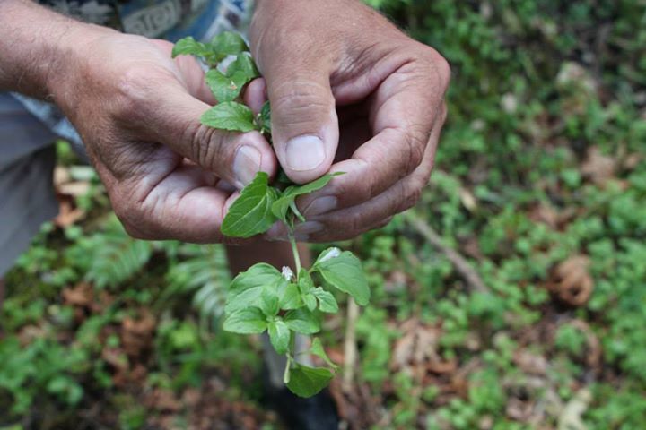 yerba beuna2.jpg