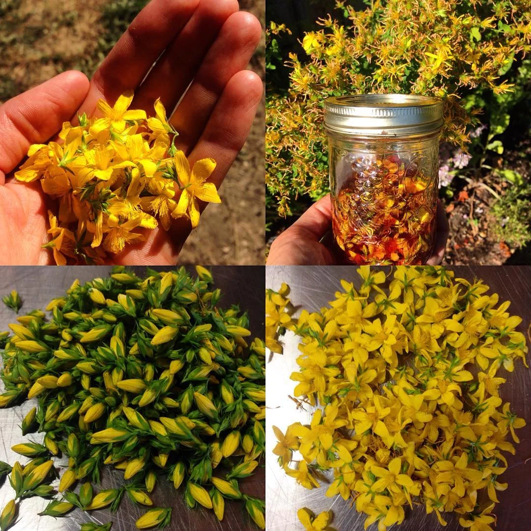 st johnswort tincture.jpg