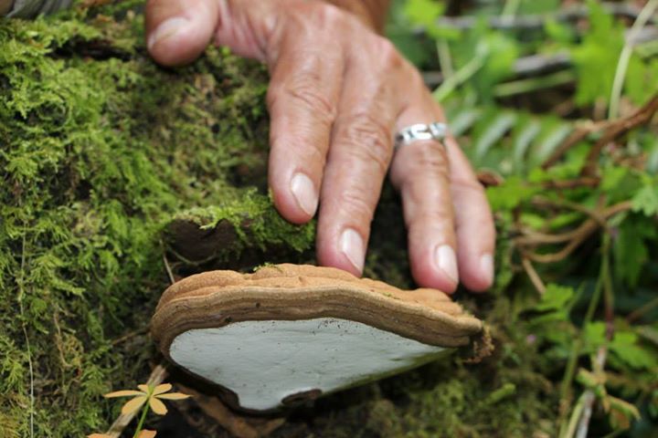 reishi3.jpg