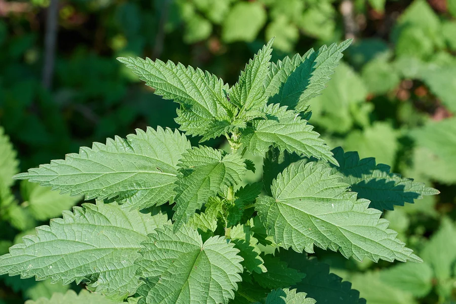 Stinging-Nettle-urtica-Dioica-bigstock.jpg