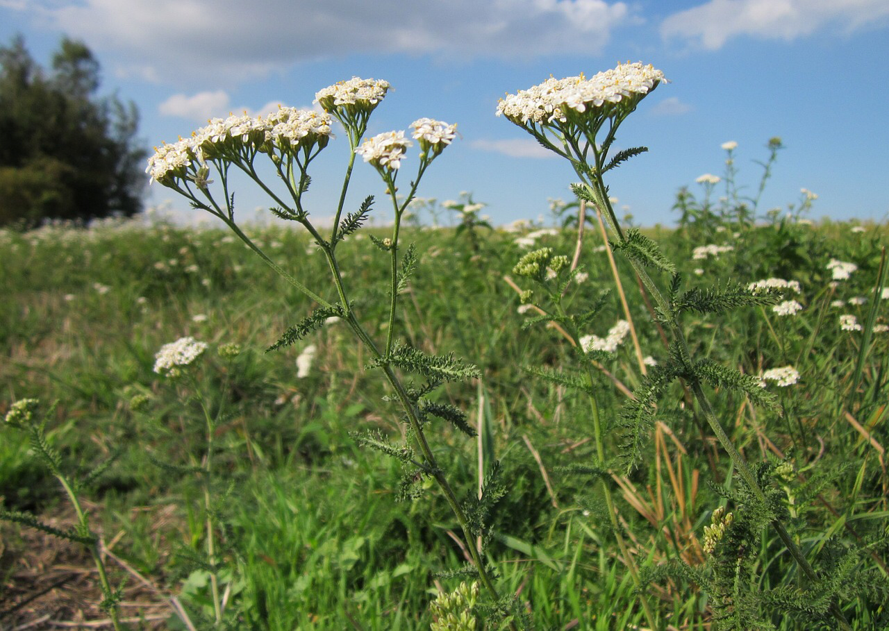 yarrow.jpeg