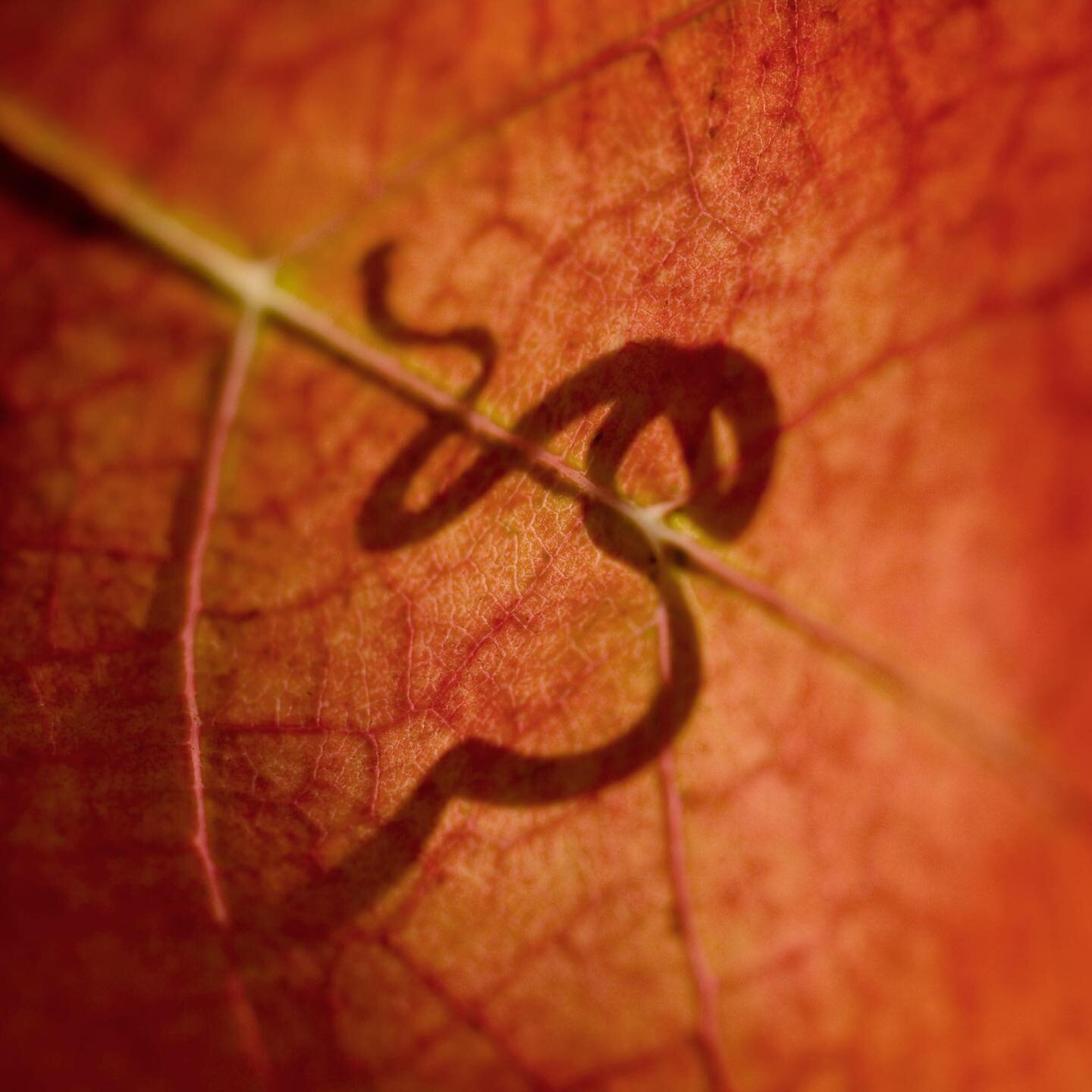 The shadow of a tendril on the back of a vine leaf in the Thomas Block at Paxton Wines McLaren Vale. An outtake from a series of macro images I shot in 2006 representing the seasons for @paxtonwines #wine
#winephotography
#southaustralianwine
#mclare