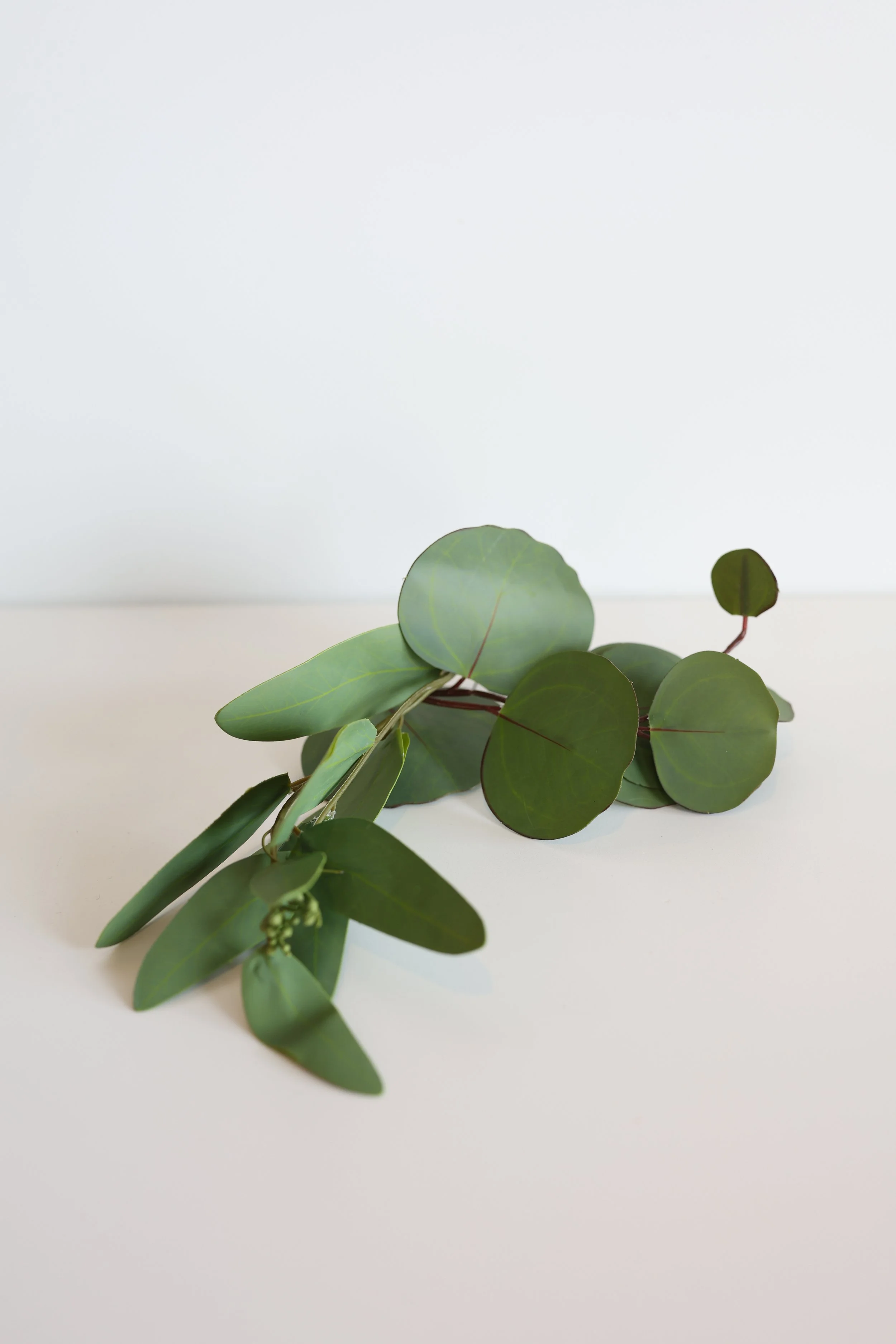 Silver Dollar Eucalyptus Pieces