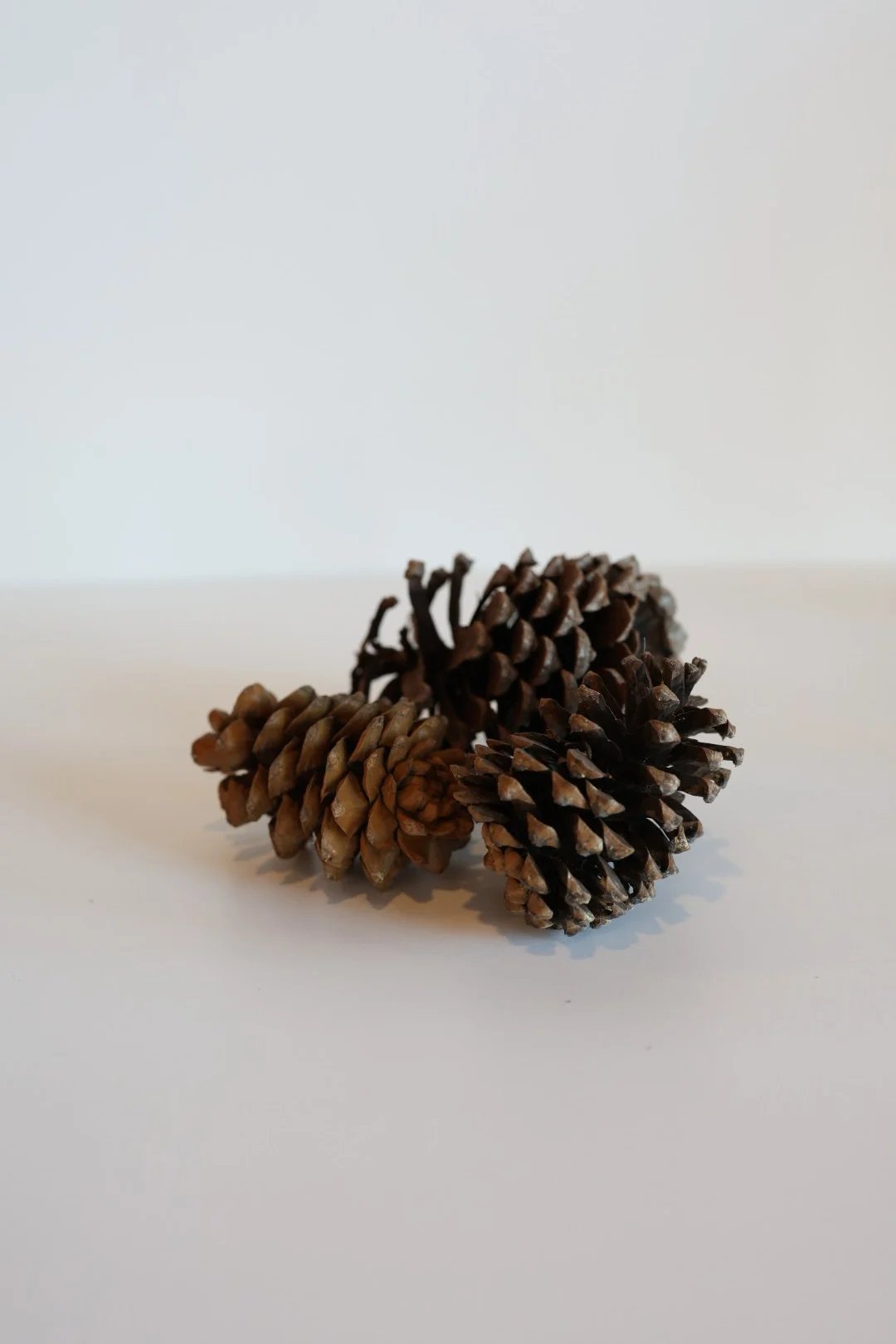Pinecones