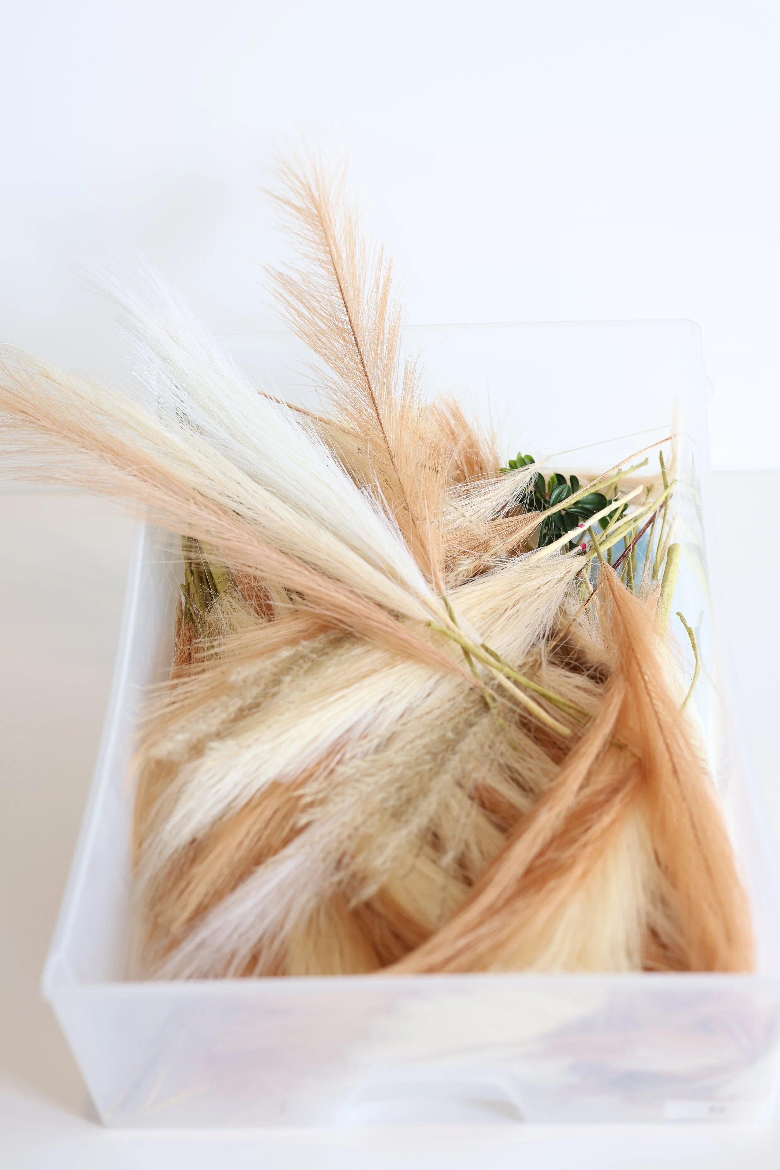 Pampas Grass Stems