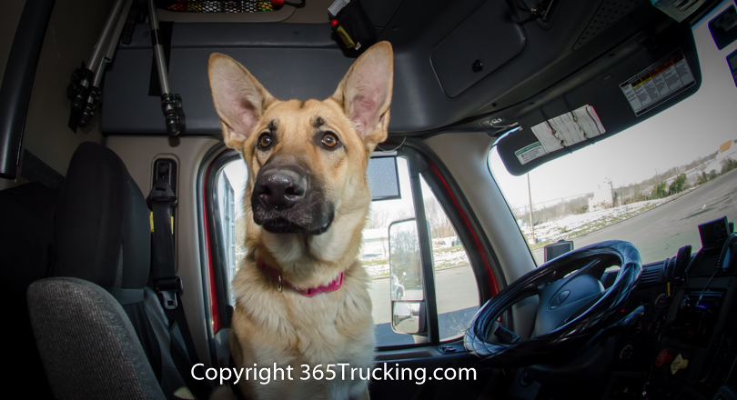 Pet_Transport_112814-167.jpg