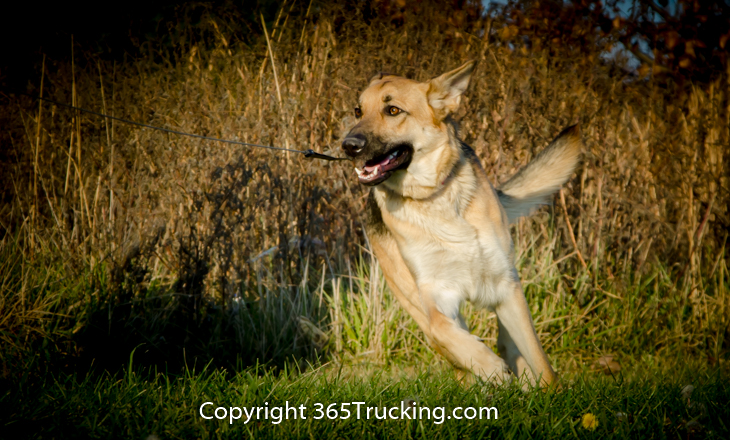Pet_Transport_112814-36.jpg