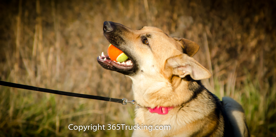 Pet_Transport_112814-51.jpg