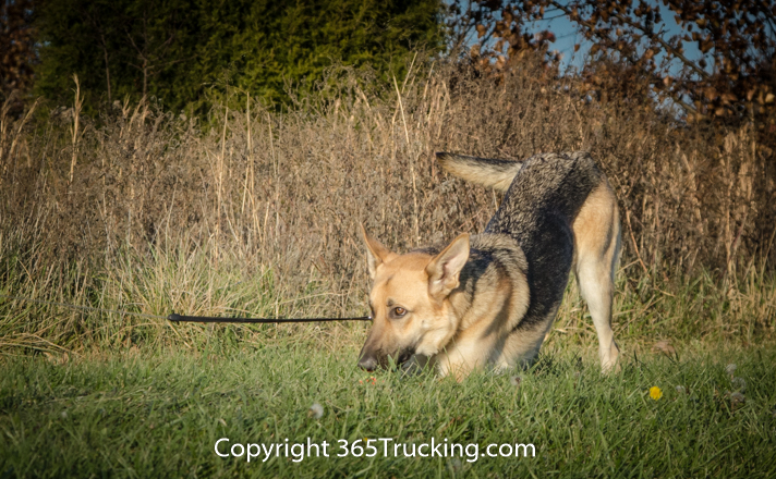 Pet_Transport_112814-44.jpg