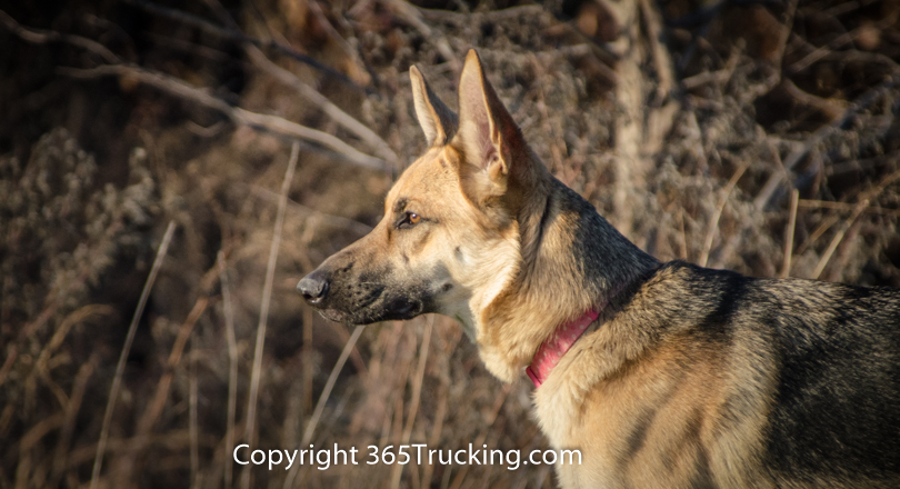 Pet_Transport_112814-86.jpg