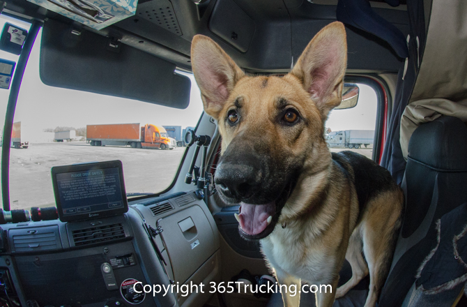 Pet_Transport_112814-113.jpg