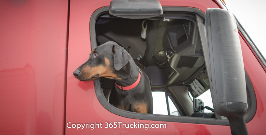 Pet_Transport_111914-143.jpg
