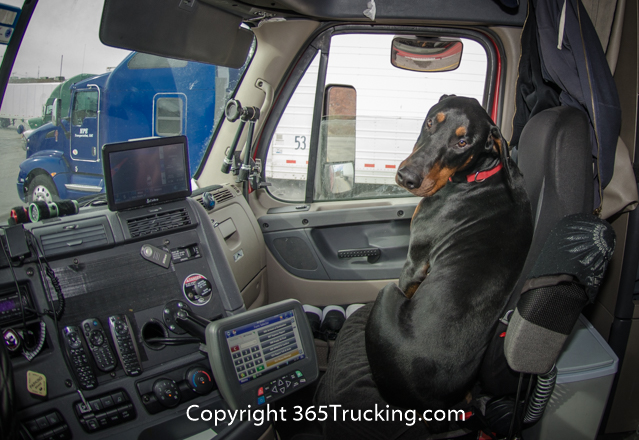 Pet_Transport_111914-180.jpg