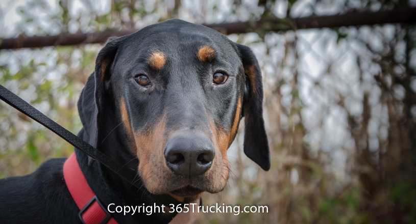 Pet_Transport_111914-87.jpg