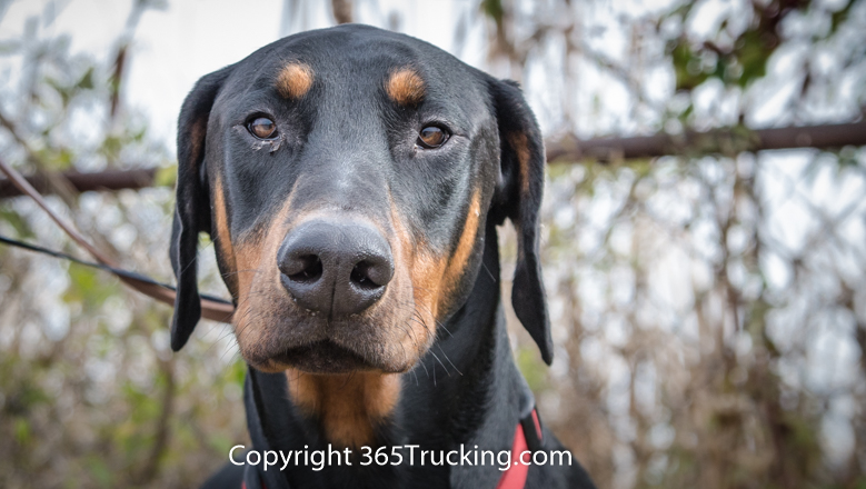 Pet_Transport_111914-94.jpg