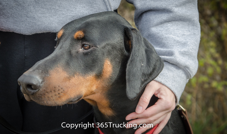 Pet_Transport_111914-103.jpg