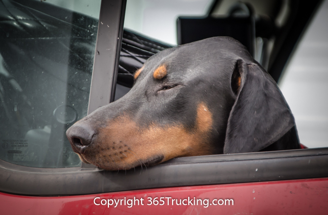 Pet_Transport_111914-107.jpg