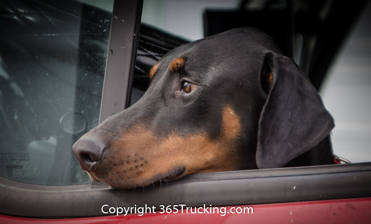 Pet_Transport_111914-106.jpg