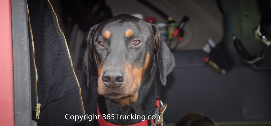 Pet_Transport_111914-124.jpg