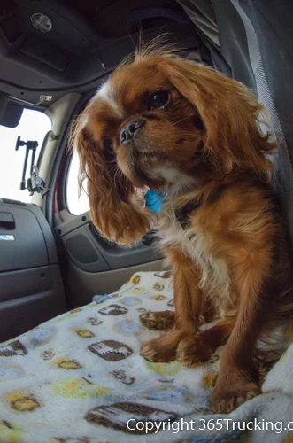 Pet_Transport_101114_Charlie-54.jpg