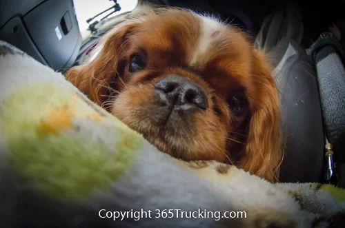 Pet_Transport_101114_Charlie-71.jpg