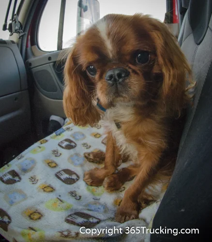 Pet_Transport_101114_Charlie-53.jpg