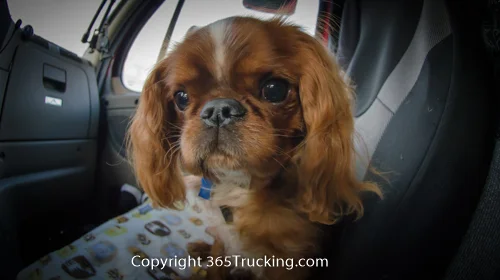 Pet_Transport_101114_Charlie-25.jpg