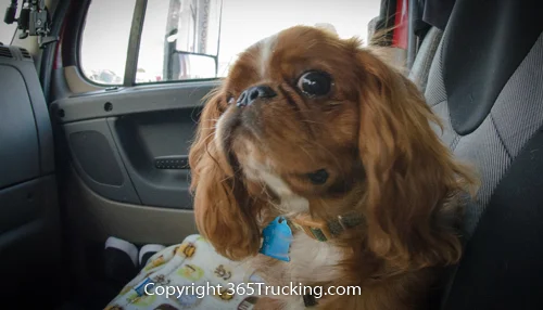 Pet_Transport_101114_Charlie-34.jpg