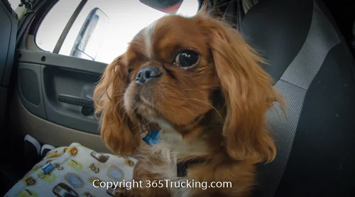 Pet_Transport_101114_Charlie-41.jpg