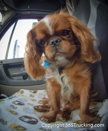 Pet_Transport_101114_Charlie-45.jpg