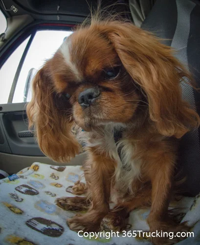 Pet_Transport_101114_Charlie-47.jpg