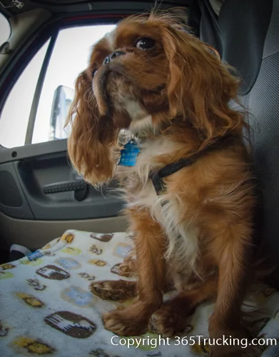 Pet_Transport_101114_Charlie-49.jpg