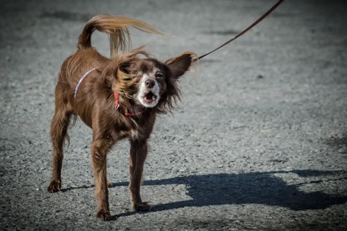 Pet_Transport_Whisper_080114-47.jpg
