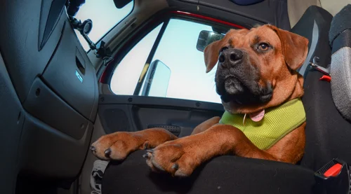 Pet_Transport_Red_092514-117.jpg