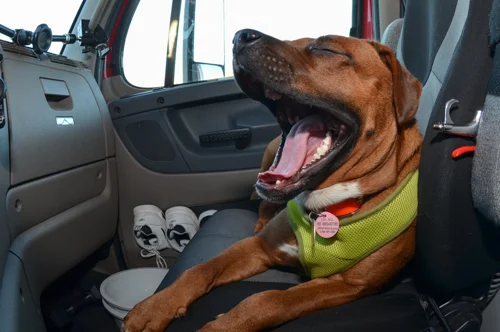 Pet_Transport_Red_092514-110.jpg