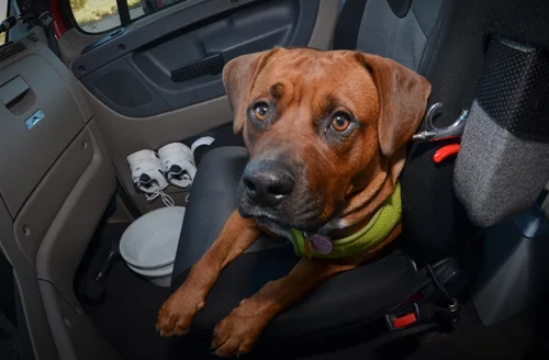 Pet_Transport_Red_092514-119.jpg