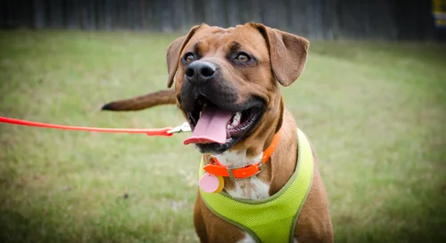Pet_Transport_Red_092514-19.jpg