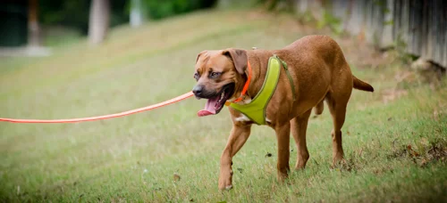 Pet_Transport_Red_092514-59.jpg