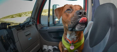 Pet_Transport_Red_092514-80.jpg