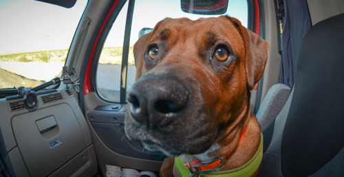 Pet_Transport_Red_092514-87.jpg