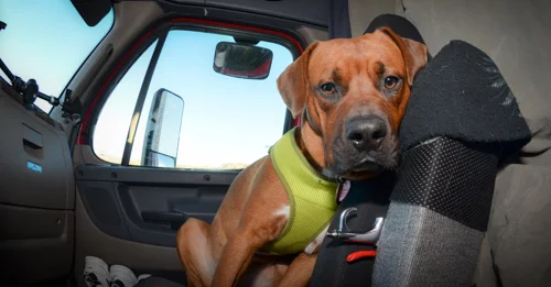 Pet_Transport_Red_092514-99.jpg