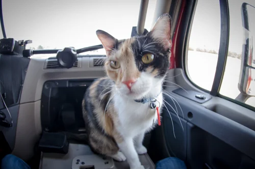 Pet_Transport_Kit_Kat_083114-21.jpg