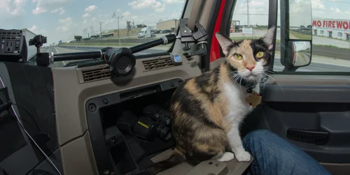 Pet_Transport_Kit_Kat_083114-32.jpg