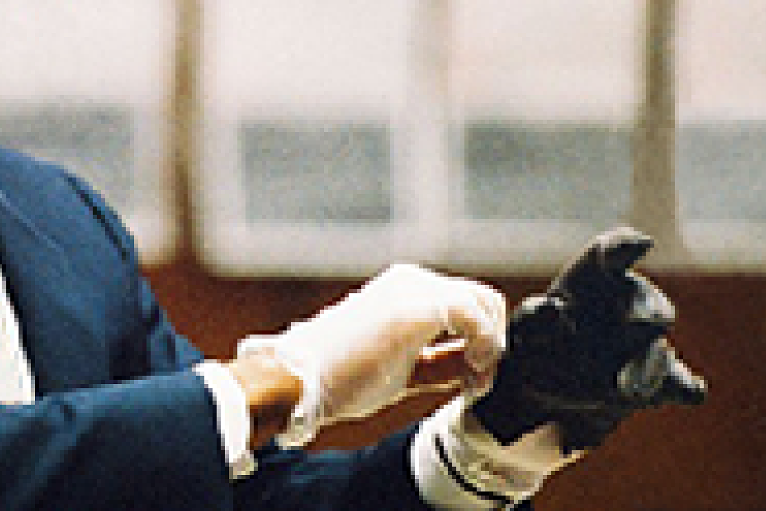 These hands is free, 2013