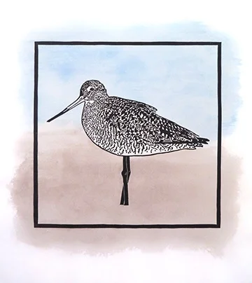 This is a marbled godwit, one of three shorebirds that will be up in my online store very soon.