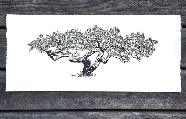 plum tree unframed.jpg